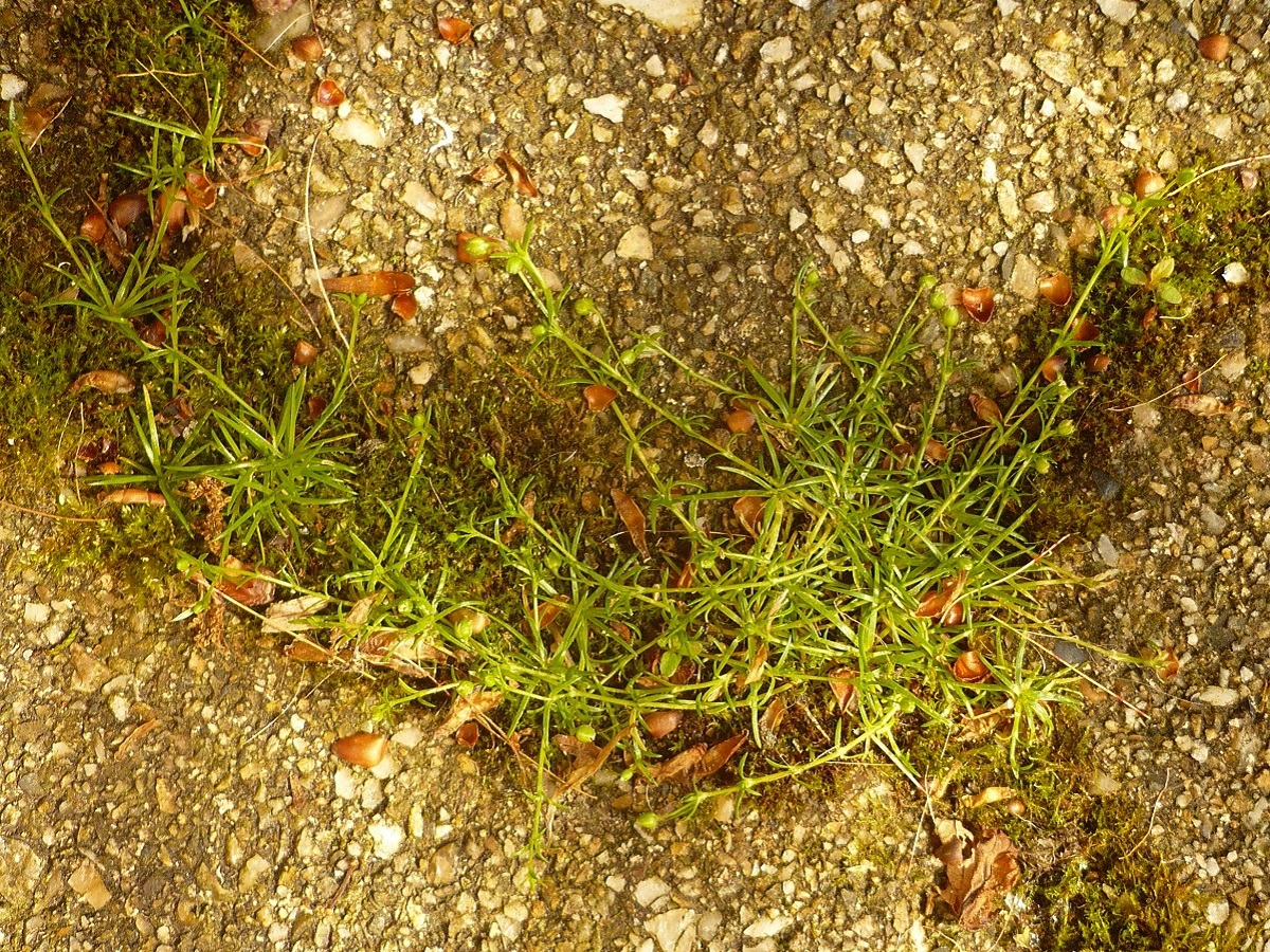 Sagina procumbens (Caryophyllaceae)
